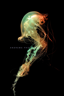 大西洋海刺水母耐高温水母18-32度都活耐活水母好养水母宠物水母