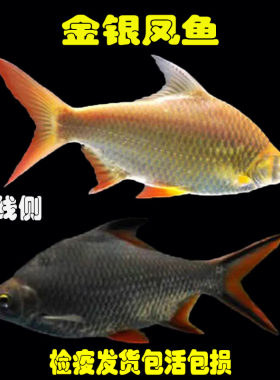 泰国鲫双线侧金银凤游动活泼好养