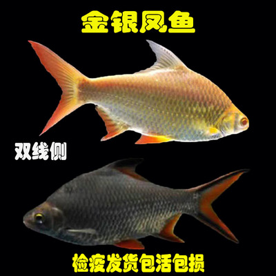泰国鲫双线侧金银凤游动活泼好养