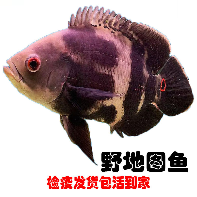 大黄蜂地图鱼热带观赏鱼元宝奥图鱼地图观赏鱼k纹地图鱼猪仔淡水