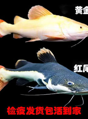 招财猫鱼活鱼红尾黄化狗仔鲸大鱼
