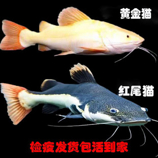 红尾猫鱼黄金猫鱼活鱼红尾黄化狗仔鲸大中型淡水凶猛黄金鲶鱼
