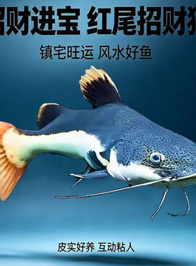 活体招财猫鱼红尾皮实好养观赏好