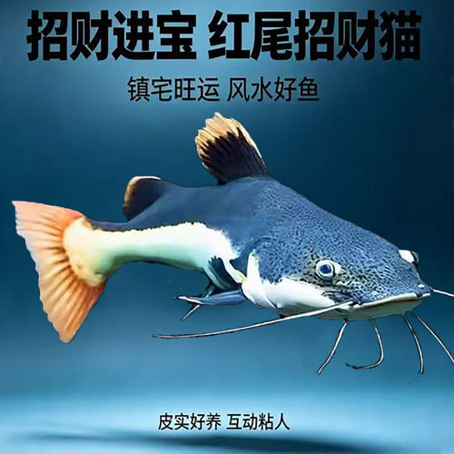 活体招财猫鱼红尾皮实好养观赏好