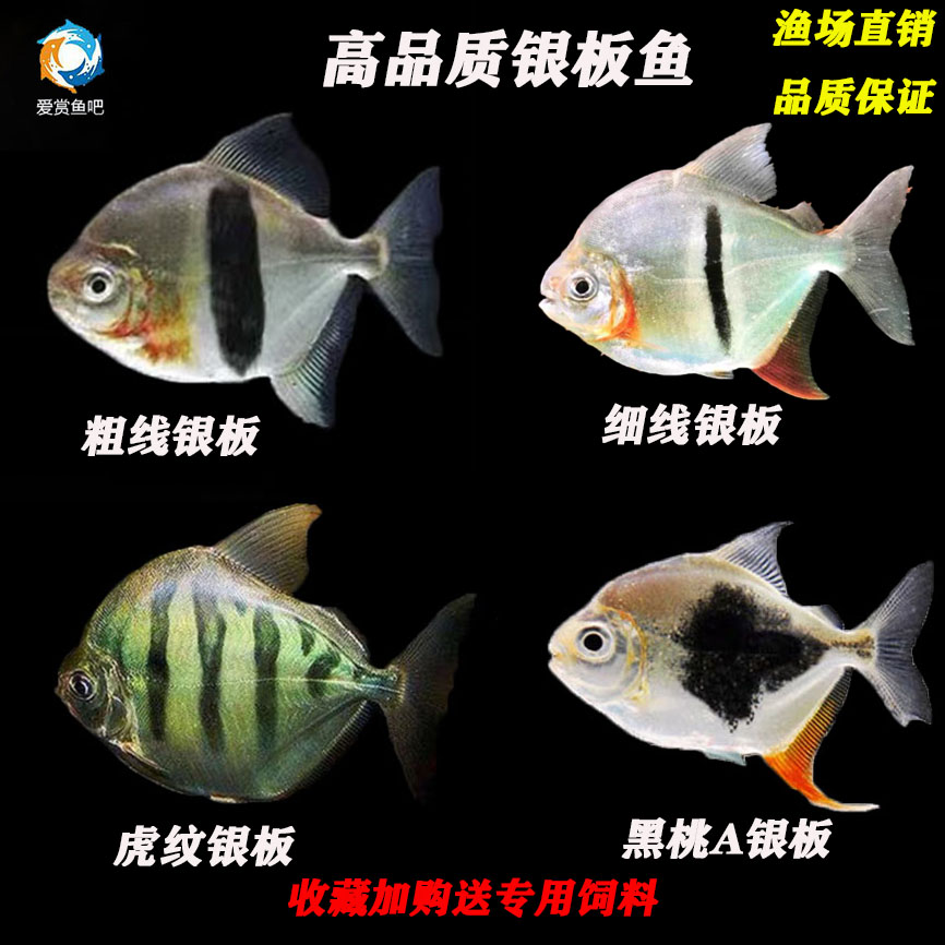 银板鱼 中层热带观赏鱼粗线虎纹豹点黑桃a银板鱼活体配鱼群鱼高端