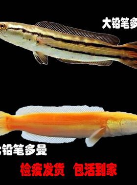 大铅笔鱼苗观赏鱼小盾鳢凶猛肉食鱼多曼雷龙黄化铅笔热带鱼淡水鱼