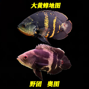 大黄蜂地图鱼热带观赏鱼元宝奥图鱼地图观赏鱼k纹地图鱼猪仔淡水