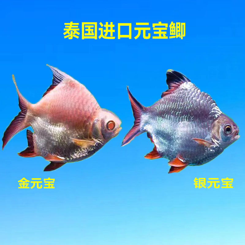 泰国进口元宝鲫鱼零号短身双线侧鱼群游鱼金银凤活体龙鱼虎鱼配鱼