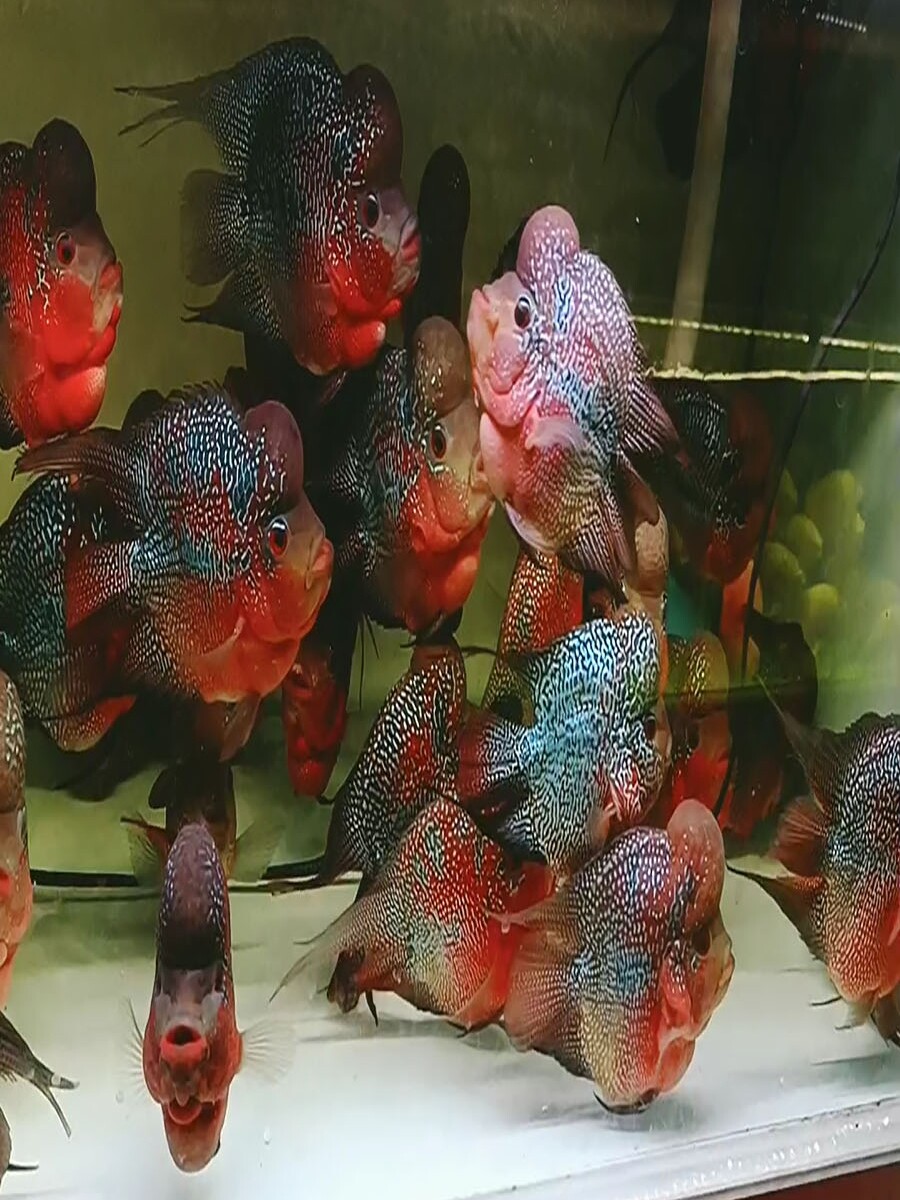 罗汉鱼成鱼热带观赏鱼大型混养元宝罗汉鸿运马骝罗汉鱼进口罗汉鱼