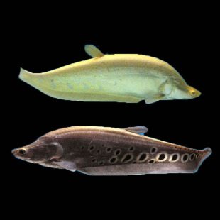 七星刀鱼鱼底层鱼大型热带鱼淡水白化金刀虎纹刀鱼活体龙鱼配鱼