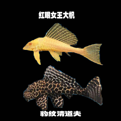 女王大帆鱼豹纹清道夫鱼