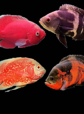 地图鱼观赏鱼大黑地图鱼火血麒麟地图鱼热带观赏鱼猪仔奥图鱼淡水