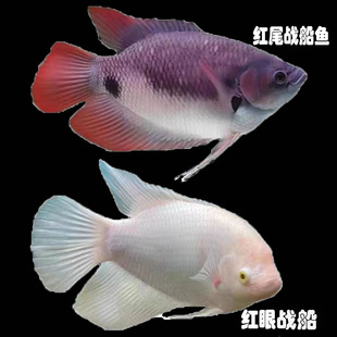 战船鱼鱼苗热带观赏鱼白船红眼镇宅大战船鱼古代战船鱼淡水鱼活体