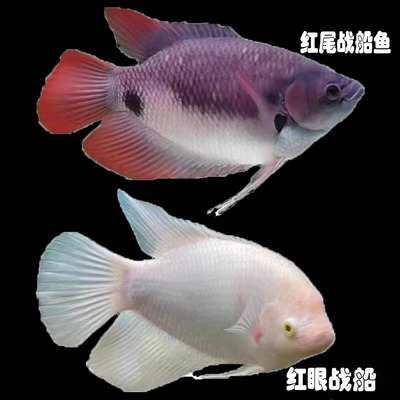 白战船鱼活体红眼战船红尾船鱼