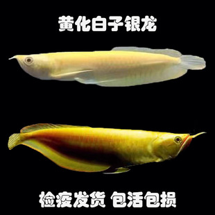 黄化红眼白子银龙鱼热带银龙鱼大型银龙淡水鱼红眼观赏鱼龙鱼上层