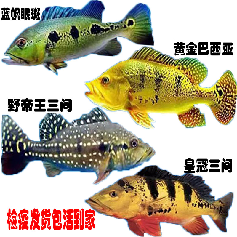 皇冠三间鱼热带观赏鱼中大型帝王三间鱼巴西亚鱼蓝帆眼斑红老虎鱼
