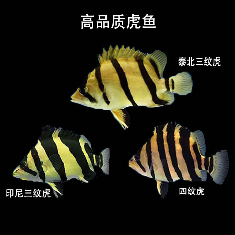 三纹虎鱼观赏鱼苏虎淡水印尼热带练手虎鱼苏门答腊虎长明苏虎泰国,宠物/宠物食品及用品,鱼,淘宝优惠券,粉丝福利购,淘宝优惠卷