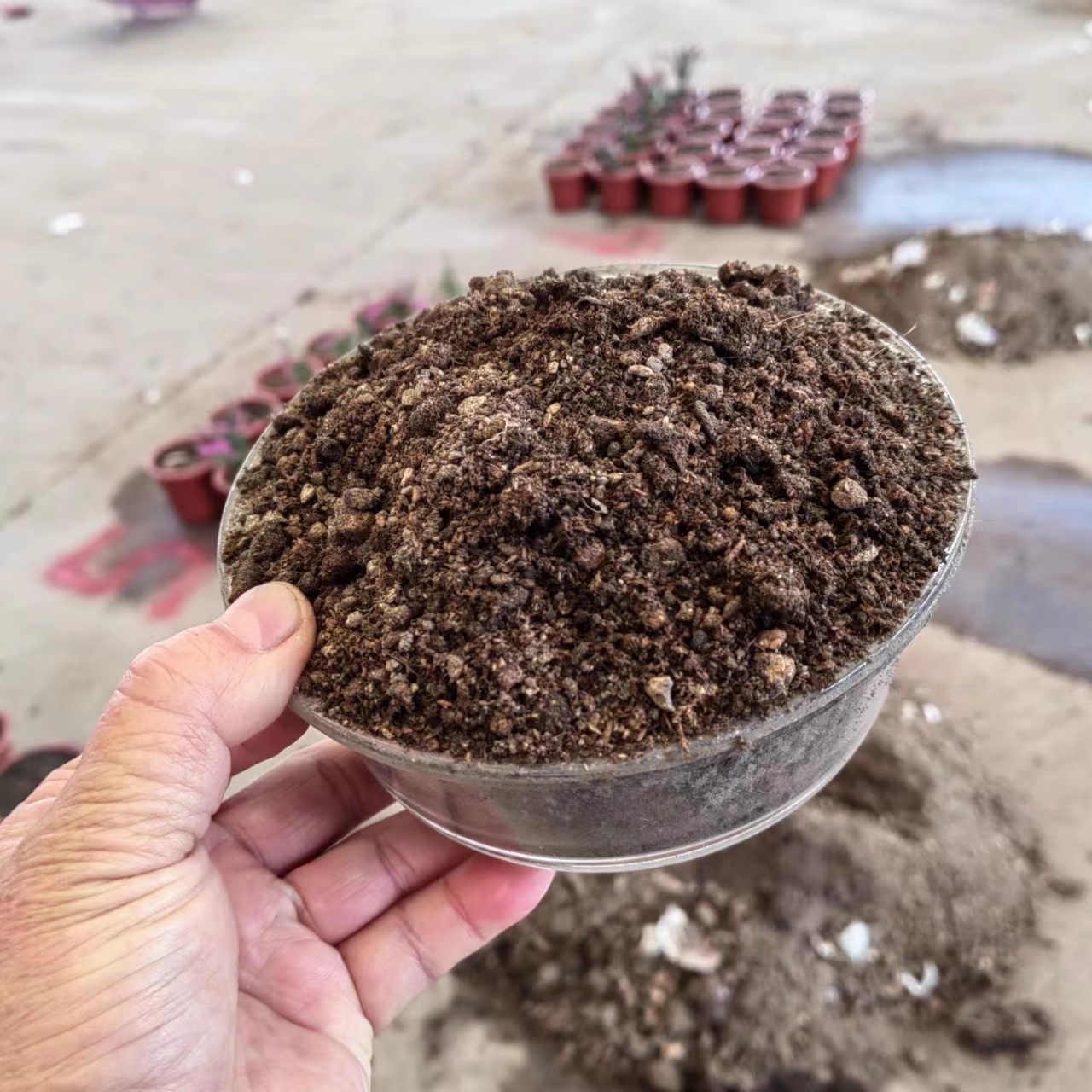 云杉圣诞树真树营养土