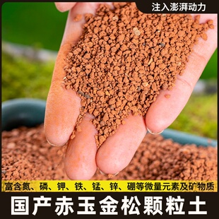 颗粒硬质赤玉土金松土大小粒多肉铺面天然苔藓盆景爬宠守宫用专土