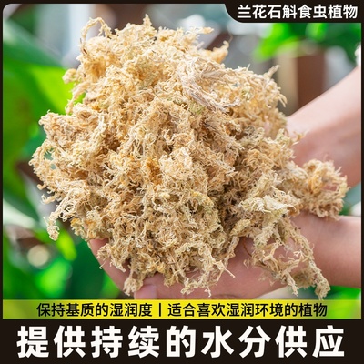 干苔藓干水苔青苔乌龟运输冬眠水草垫材兰花虎皮石斛种植嫁接植苔