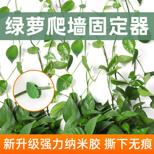 亲居绿萝绿植爬墙无痕家用免打孔攀爬藤蔓植物墙上挂钩卡扣固定扣