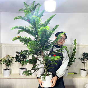 南洋杉盆栽圣诞树活树室内外客厅装饰净化空气四季常绿杉树大绿植