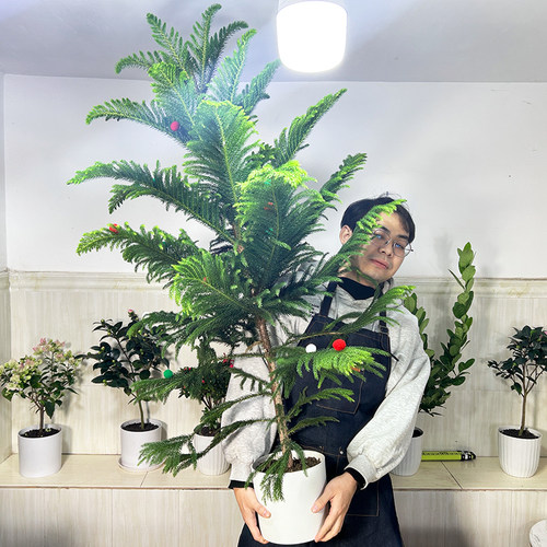 南洋杉盆栽室内大绿植破损包赔