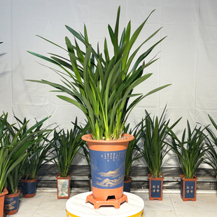 大盆墨兰盆栽企黑兰花带花苞剑兰国兰年宵花卉客厅室内办公室植物