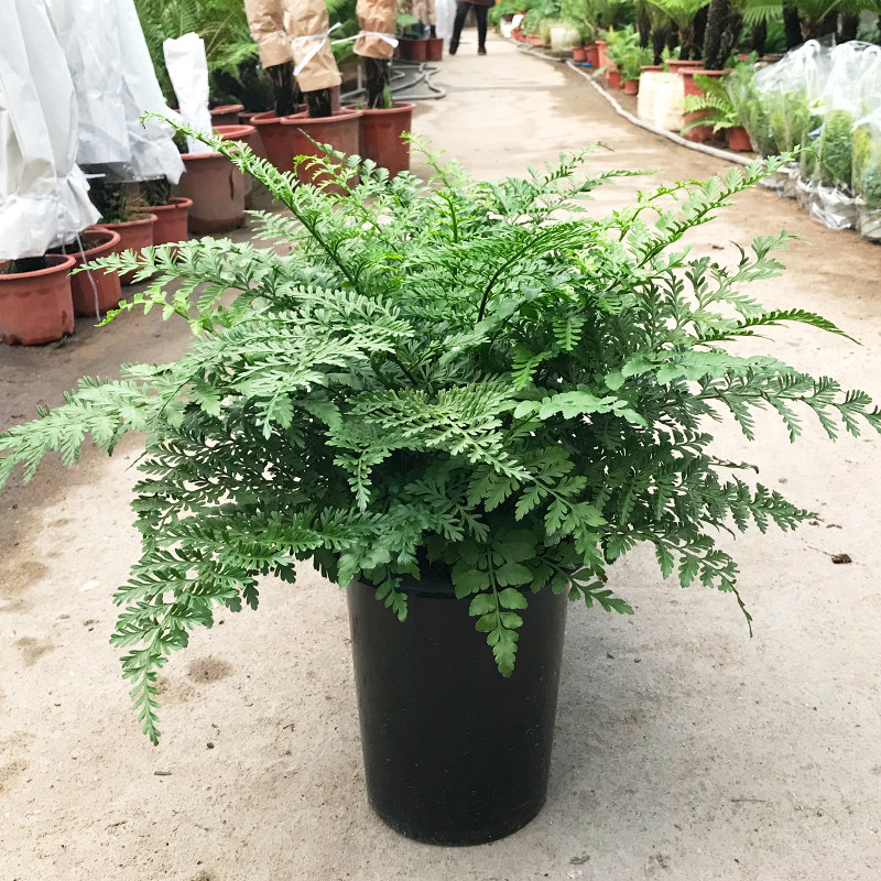 吉姆蕨平安蕨室内净化空气增加湿度桌面绿植办公桌常绿蕨类植物