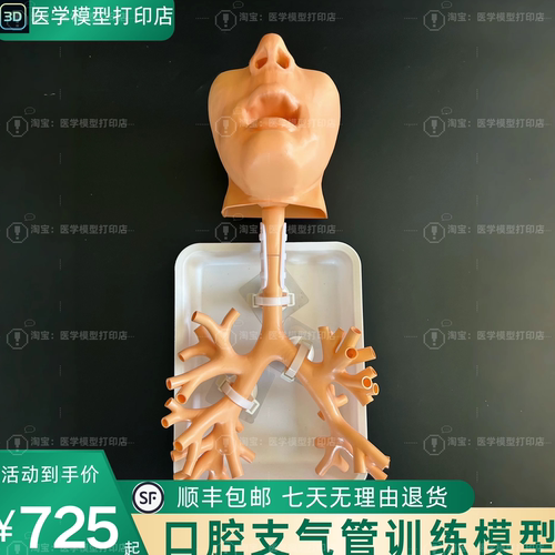 支气管镜训练模型纤维支气管