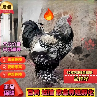 雪花婆罗门鸡种蛋梵天鸡纯种观赏鸡受精蛋可孵化 宠物受精卵鸡蛋