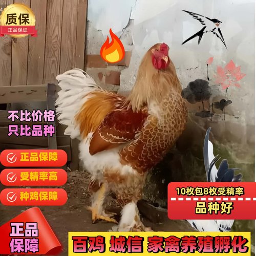 大金色婆罗门鸡种蛋梵天鸡纯种观赏鸡受精蛋可孵化宠物受精卵鸡蛋