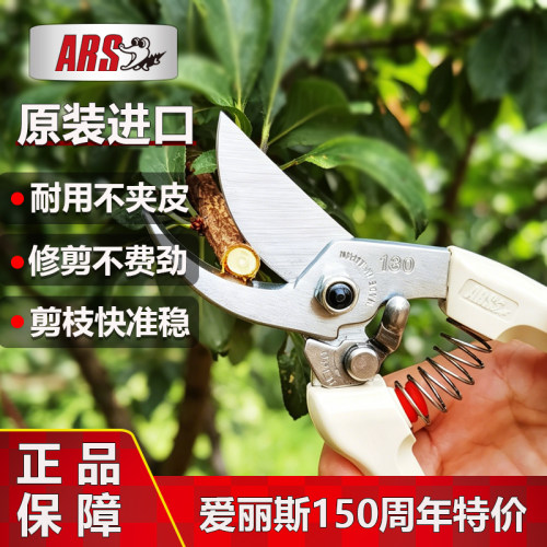 进口锋利耐用爱丽斯果树花艺