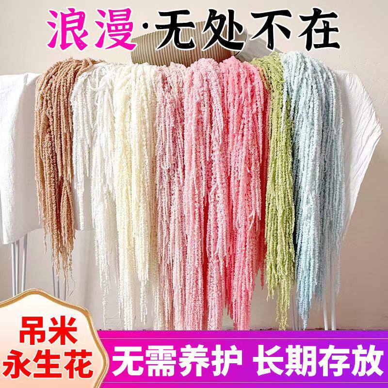 吊米永生花柔丽丝情人泪吊穗