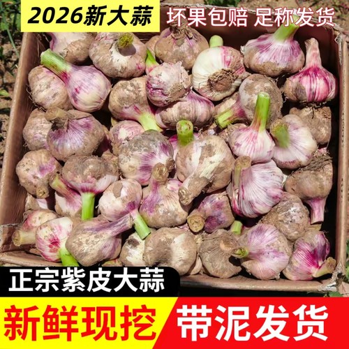 现挖鲜蒜2026年新鲜湿蒜鲜蒜10斤鲜蒜腌糖蒜糖醋蒜河南紫皮大蒜头