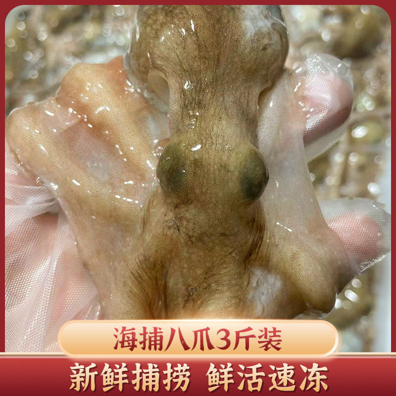 鲜活海鲜爆头八爪鱼鲜活小章鱼图片