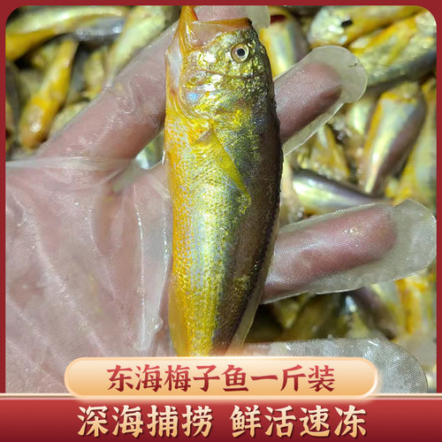 大头黄梅童东海海捕海鱼鲜活