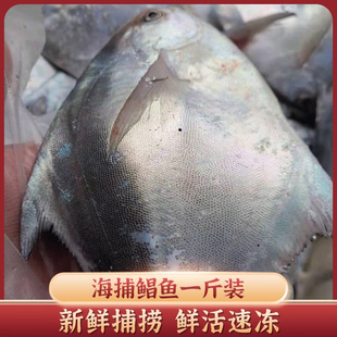 东海流网大鲳鱼海捕海扁鱼流网鲳银鱼液氮速冻顺丰直达