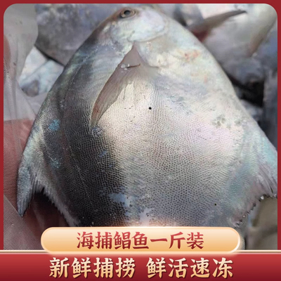 东海流网大鲳鱼海捕海扁鱼流网鲳银鱼液氮速冻顺丰直达