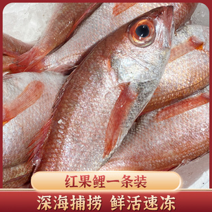 东海新鲜海捕红果鲤冷冻黑喉鱼喉黑鱼海鲜鲜冻水产顺丰