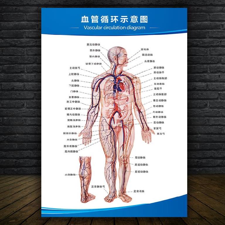高端横版肌剖分布诊所脊椎v骨体人骼神经解肉图部位养生形体奢华