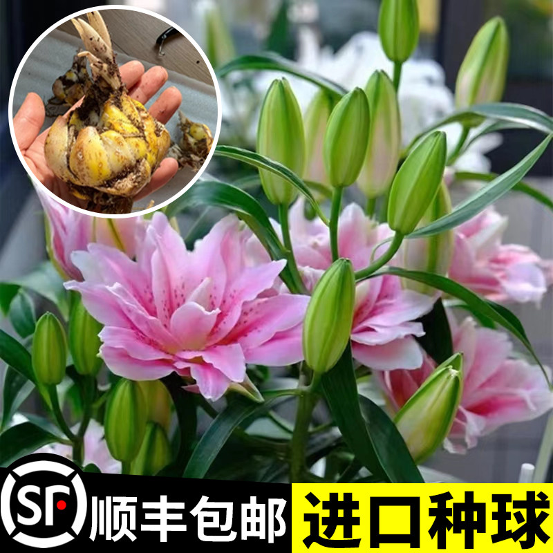 速发球种球】精品带芽百合种【盆栽重瓣郁金香好养四季开花卉