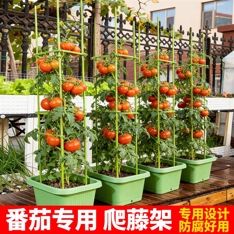 速发黄瓜番茄爬藤架庭院蔬菜植物包塑钢管架子丝瓜藤蔓植物月季花