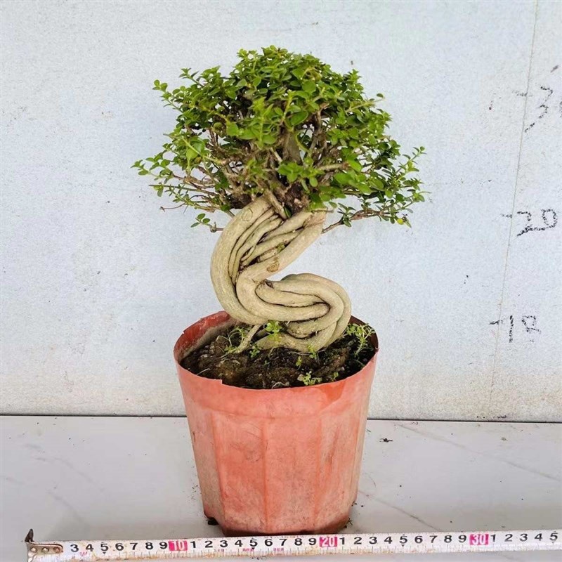 速发包金怪意境霸铁老矮娘子寿提植榆树盆景假山根艺桩根造景桩