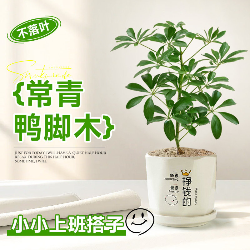 速发办公室绿植室内四栽好级活盆季桌面水培工位装饰摆件木高养感