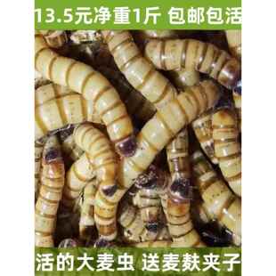 速发饲麦虫重虫净活活虫子大料超级面包虫黄粉虫包存活率