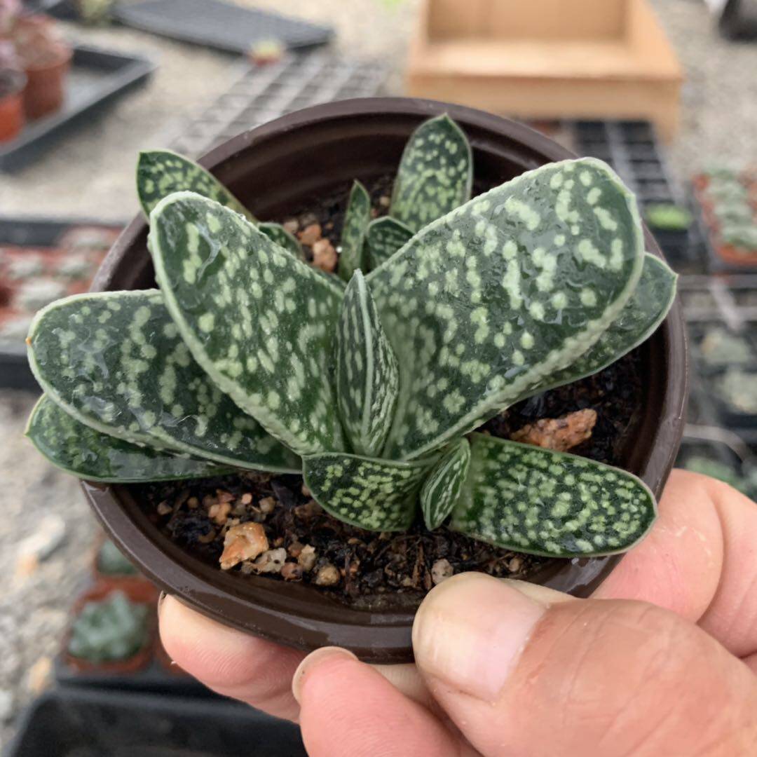 多肉植物 元宝多少钱 多肉植物 元宝优惠券免费领取 有条鱼