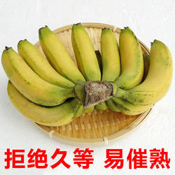 快成熟香蕉广东茂名香蕉正宗芝麻蕉自然熟香火熏老品种遁地雷香焦