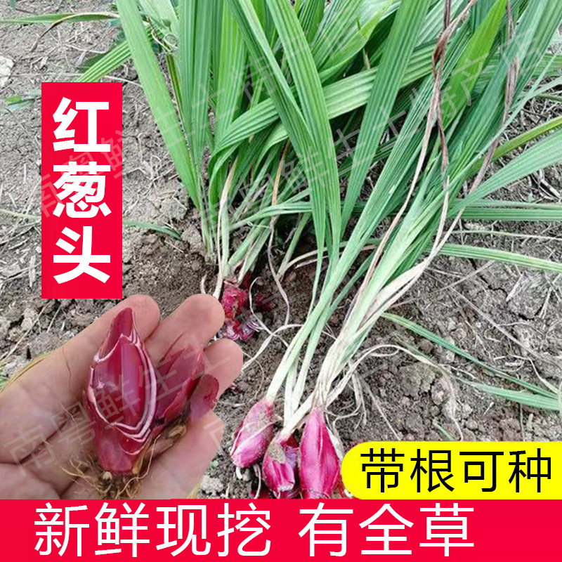正宗红葱头药用红葱种苗广东小红蒜根中药泡酒炖汤滋补草药血通鼻