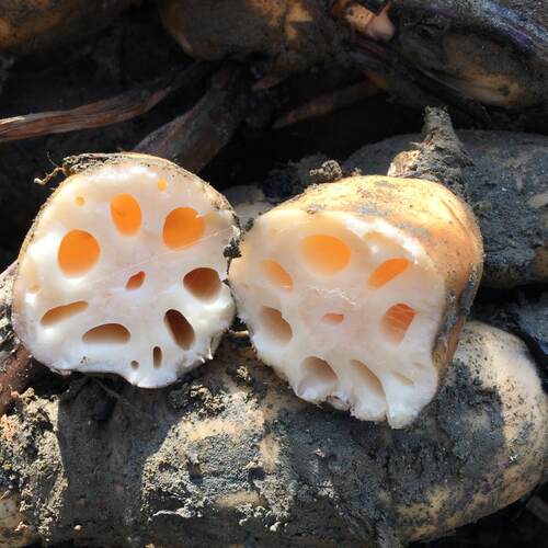 湖北莲藕农家煲汤面藕老品种藕